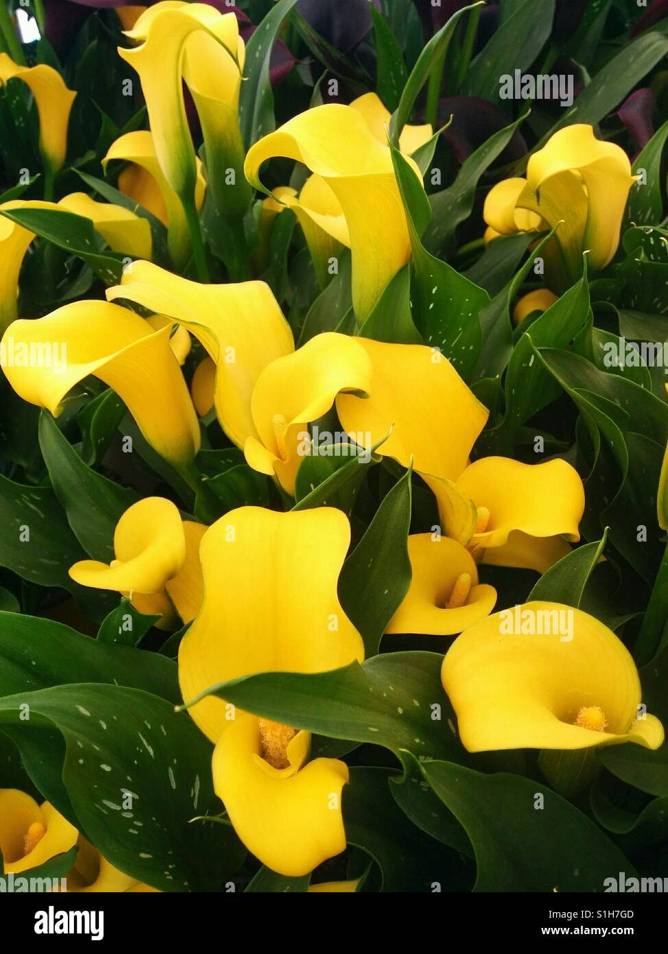 Fleurs Calla jaune. Banque D'Images