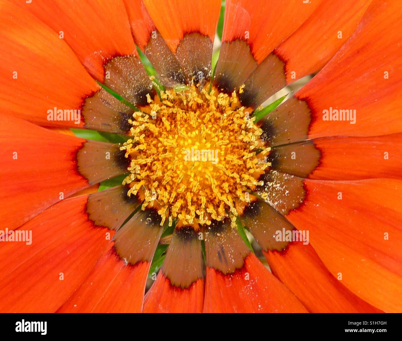 Fleur macro photographie Banque D'Images