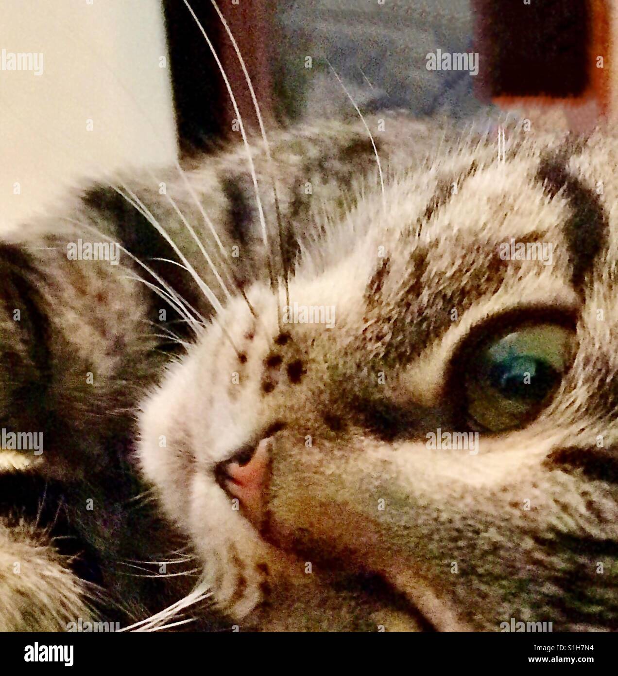 Belle branche ou American Shorthair tabby kitten adolescente avec de magnifiques yeux d'or et d'éminents stripes Banque D'Images