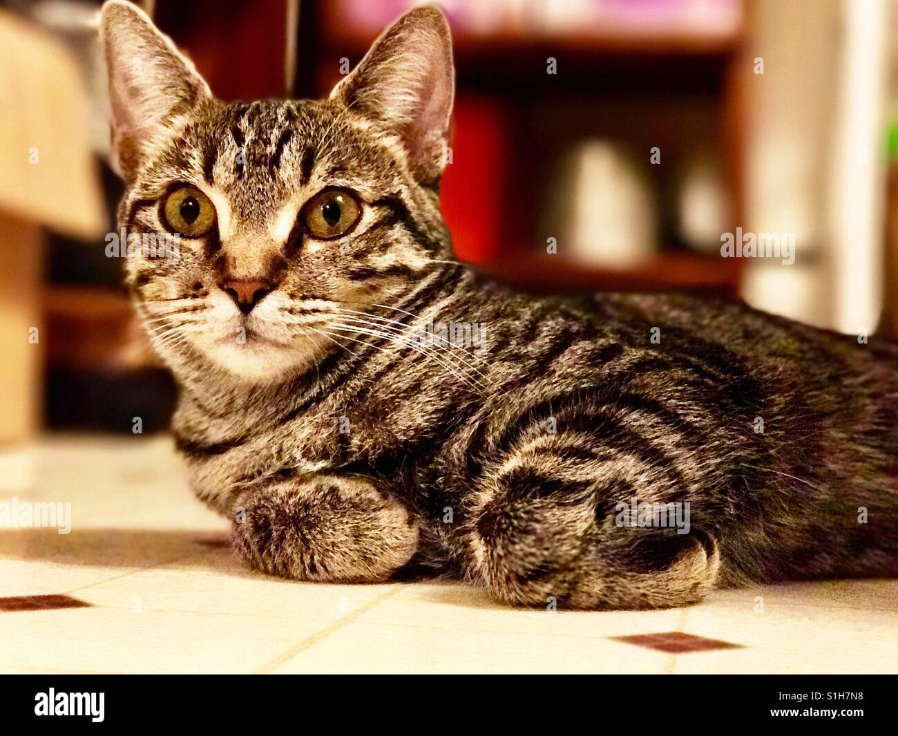 Tir à l'intérieur ou hors de beaux adolescents American Shorthair tabby kitten avec de magnifiques yeux d'or et d'éminents stripes Banque D'Images
