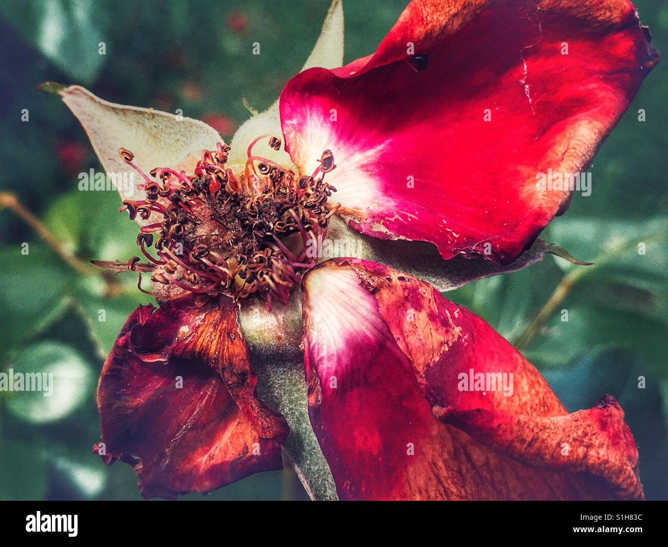 S'est évanoui, flétries rose rouge - Image de stock capturée avec un smartphone