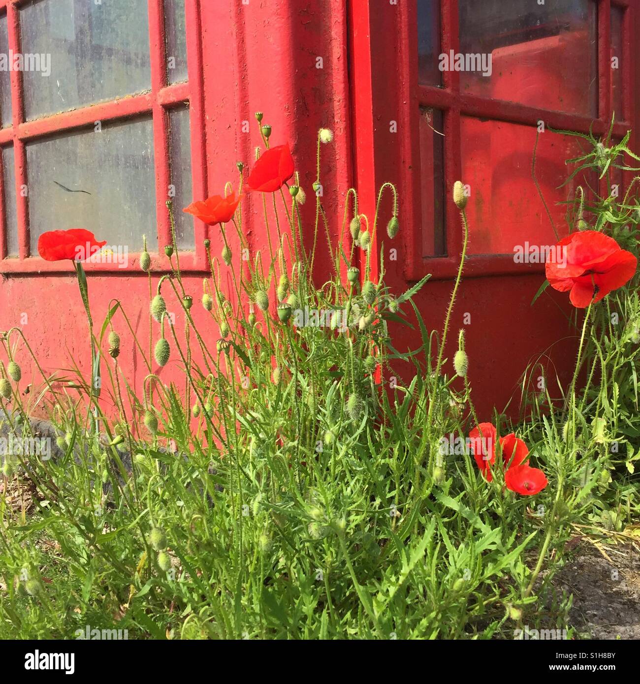 British Red phone box avec des coquelicots rouges sauvages Banque D'Images