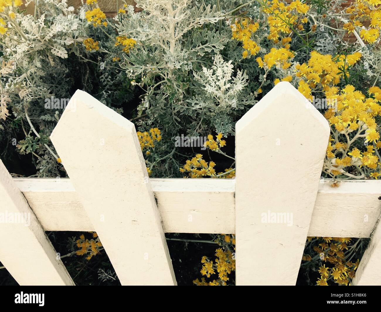 Jardin clôture et fleurs jaune - Image de stock capturée avec un smartphone