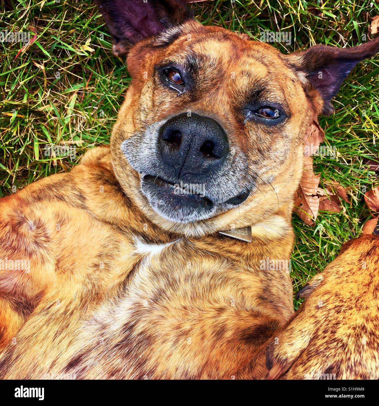Un chien type boxer couché sur son dos à la recherche jusqu'à l'appareil photo Banque D'Images
