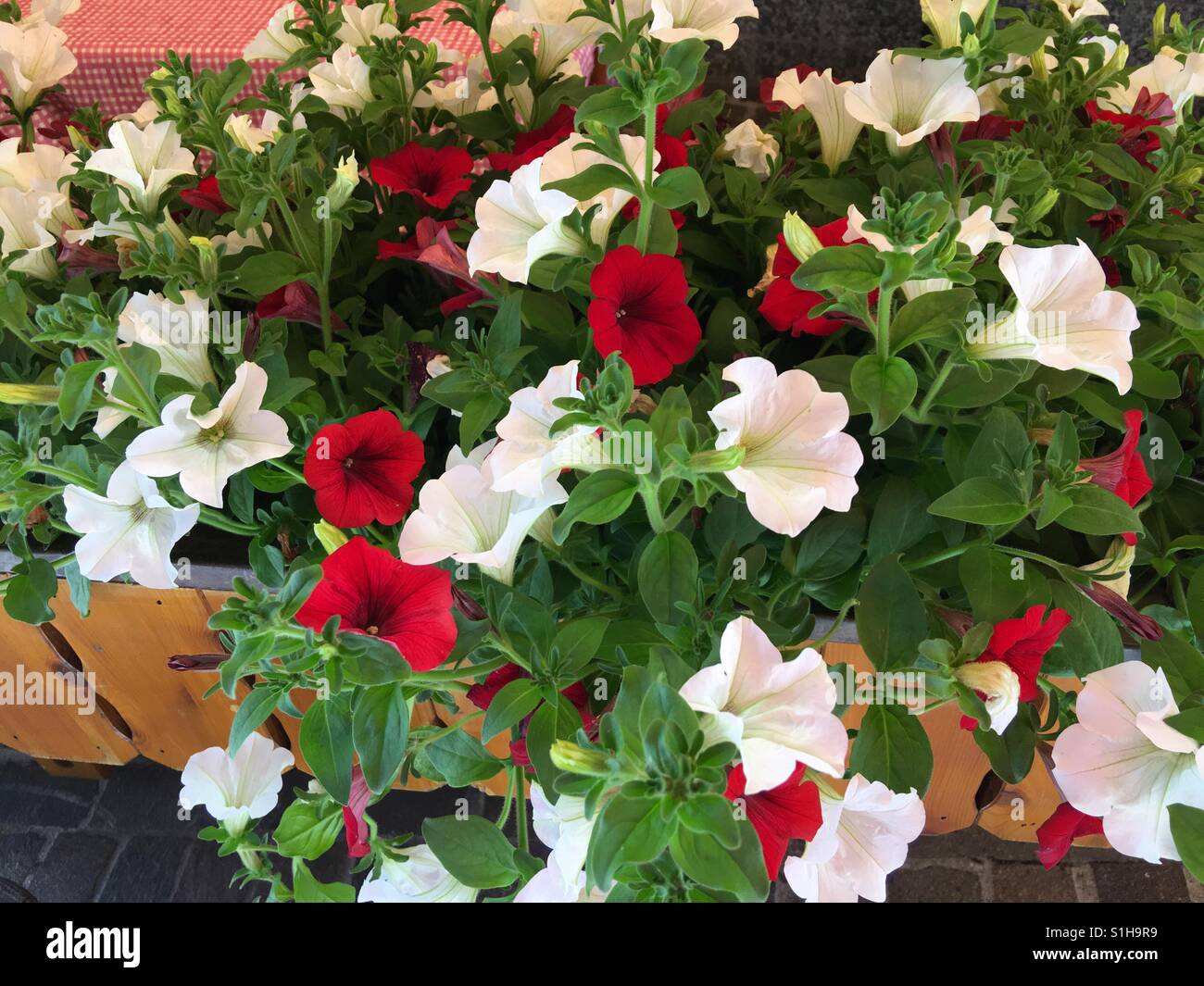Fleurs rouges et blanches Banque de photographies et d’images à haute