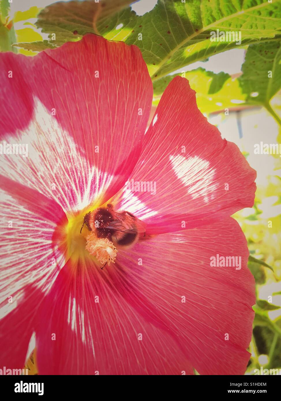 Gros plan des fleurs avec bourdon Banque D'Images