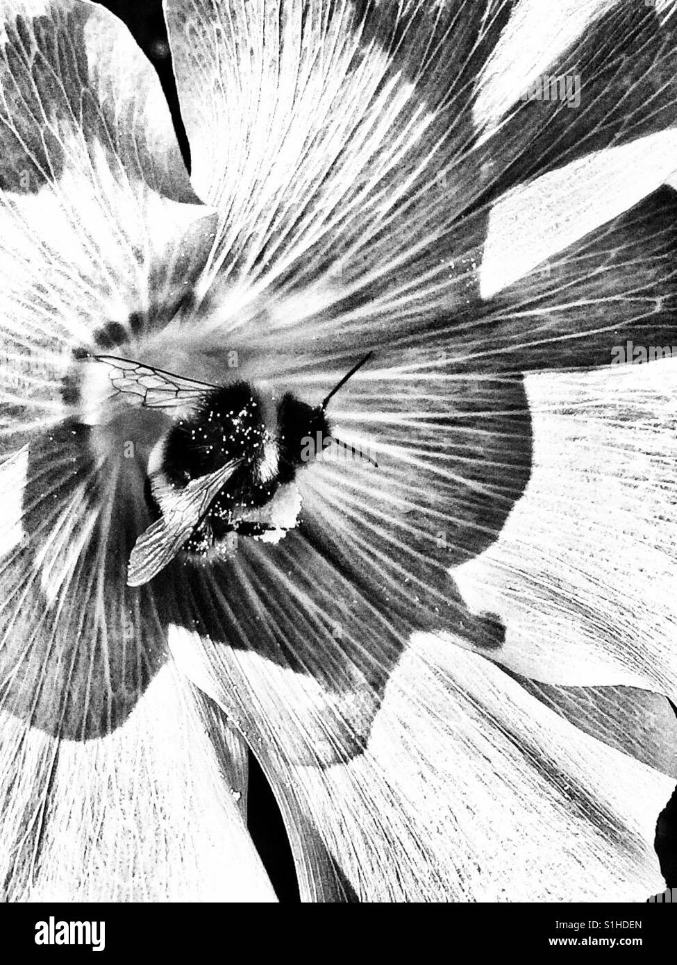 Bumblebee en fleur Banque D'Images