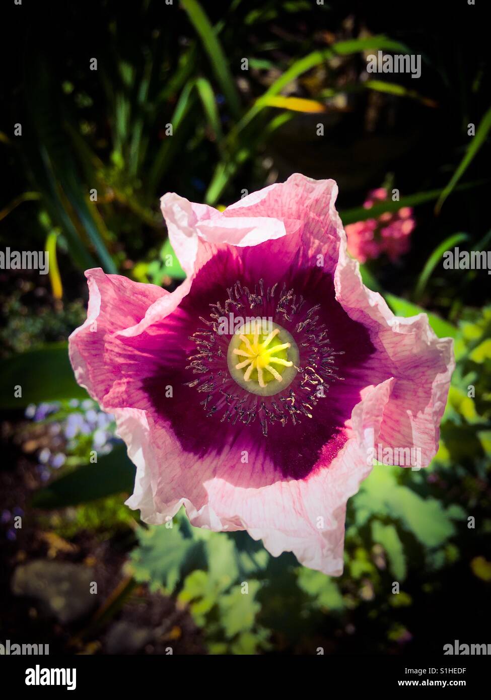 Un pavot d'Orient dans un jardin anglais - Image de stock capturée avec un smartphone
