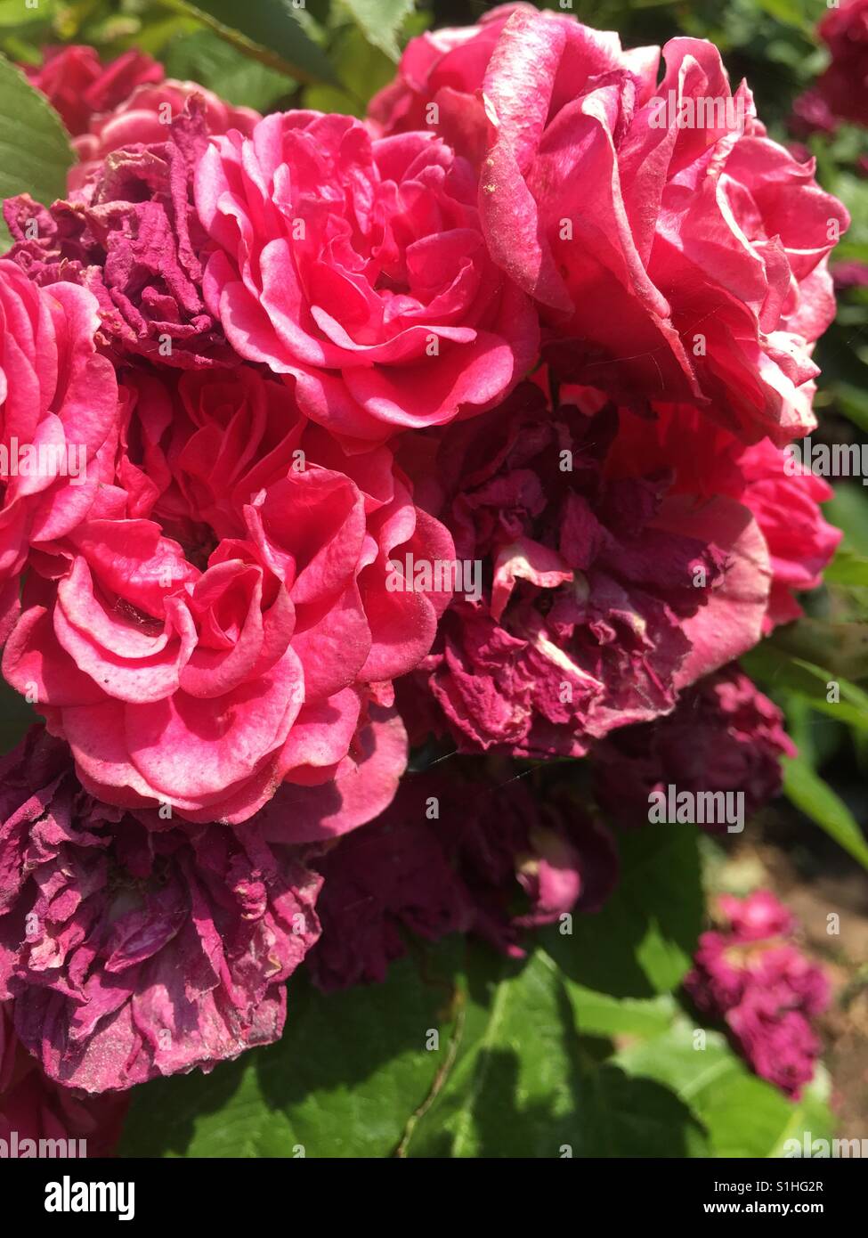 Roses secs rouges - Image de stock capturée avec un smartphone