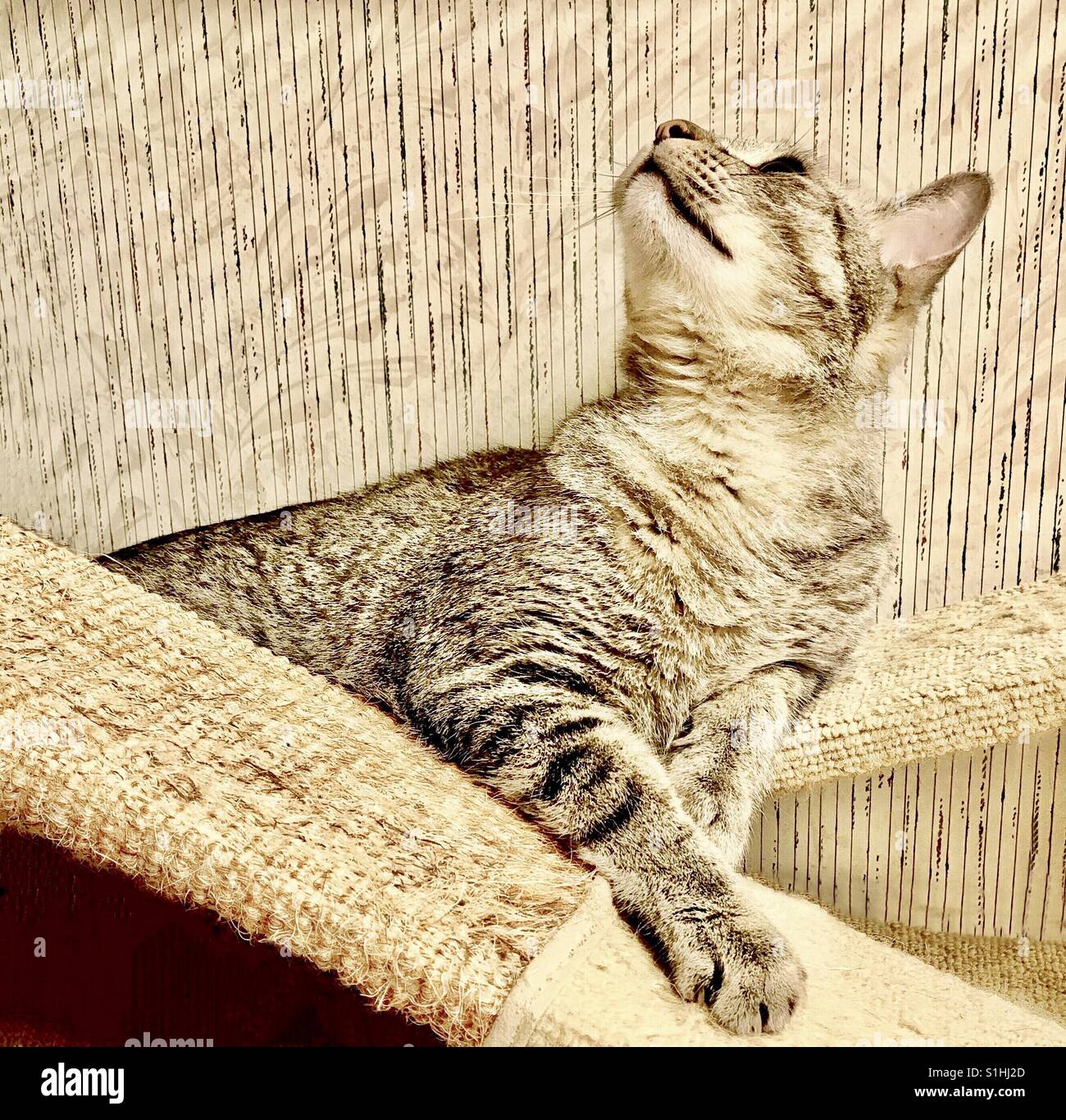 Portrait de belle branche ou American Shorthair chat tigré avec des yeux vert menthe à l'humeur ludique Banque D'Images
