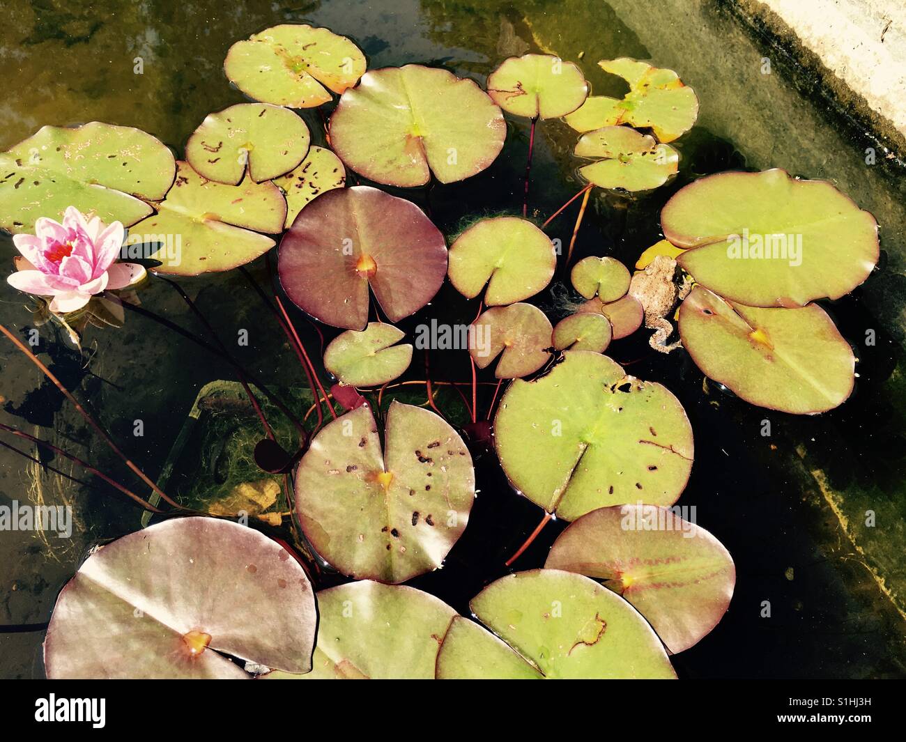 Water Lilly et une grenouille dans un étang à Londres - Image de stock capturée avec un smartphone