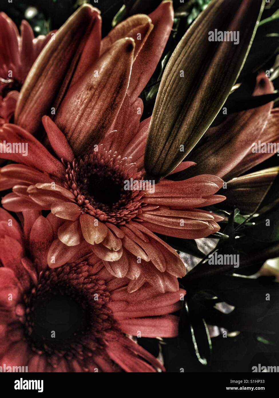 Fleurs fraîches Banque D'Images