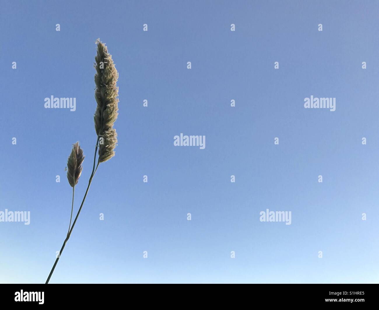 L'herbe à fleurs contre un ciel bleu toile Banque D'Images