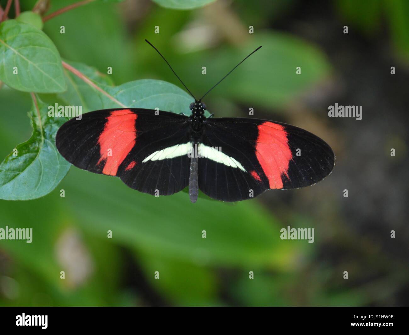 Papillon rouge et noir Banque de photographies et d’images à haute — free download