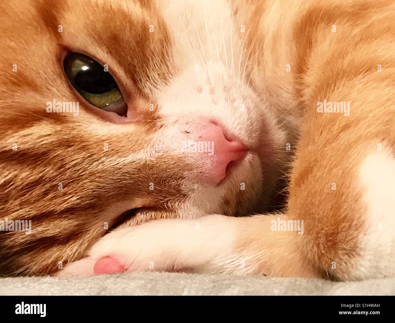 Close-up portrait of beautiful ou domestique American Shorthair tabby tomcat qui a récemment été stérilisés. Son nom est Punkin et il a de magnifiques yeux verts Banque D'Images