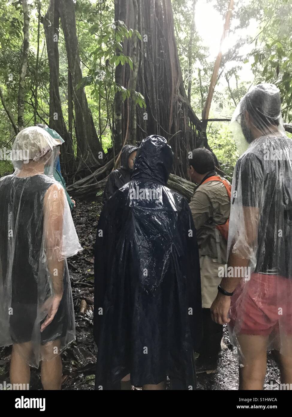 Rain forest trek Banque D'Images
