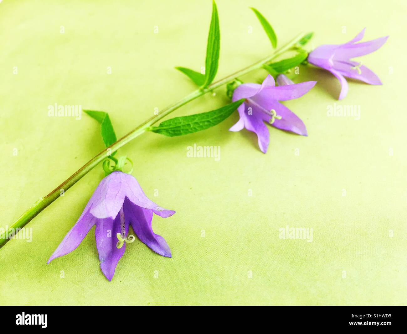 Close up de bellflower. Banque D'Images