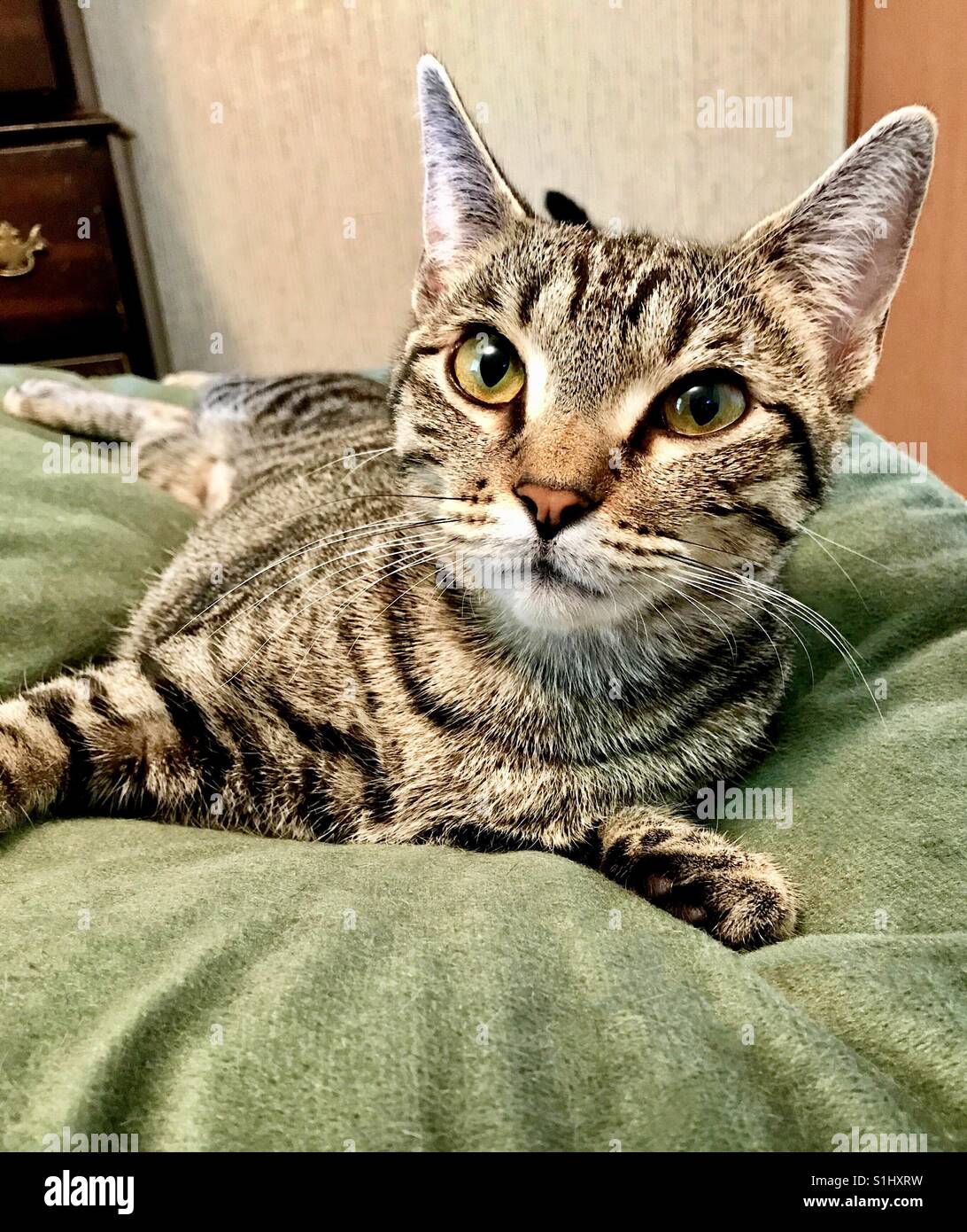 Close-up portrait of beautiful ou domestique American Shorthair chat tigré avec de magnifiques yeux d'or et des rayures. Exceptionnellement son or brillant yeux ont une touche de vert dans eux. Banque D'Images