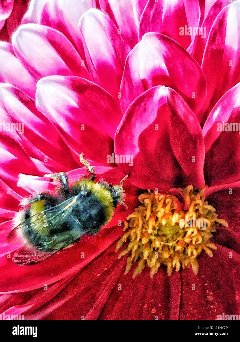 Abeille sur une fleur de dahlia. Banque D'Images