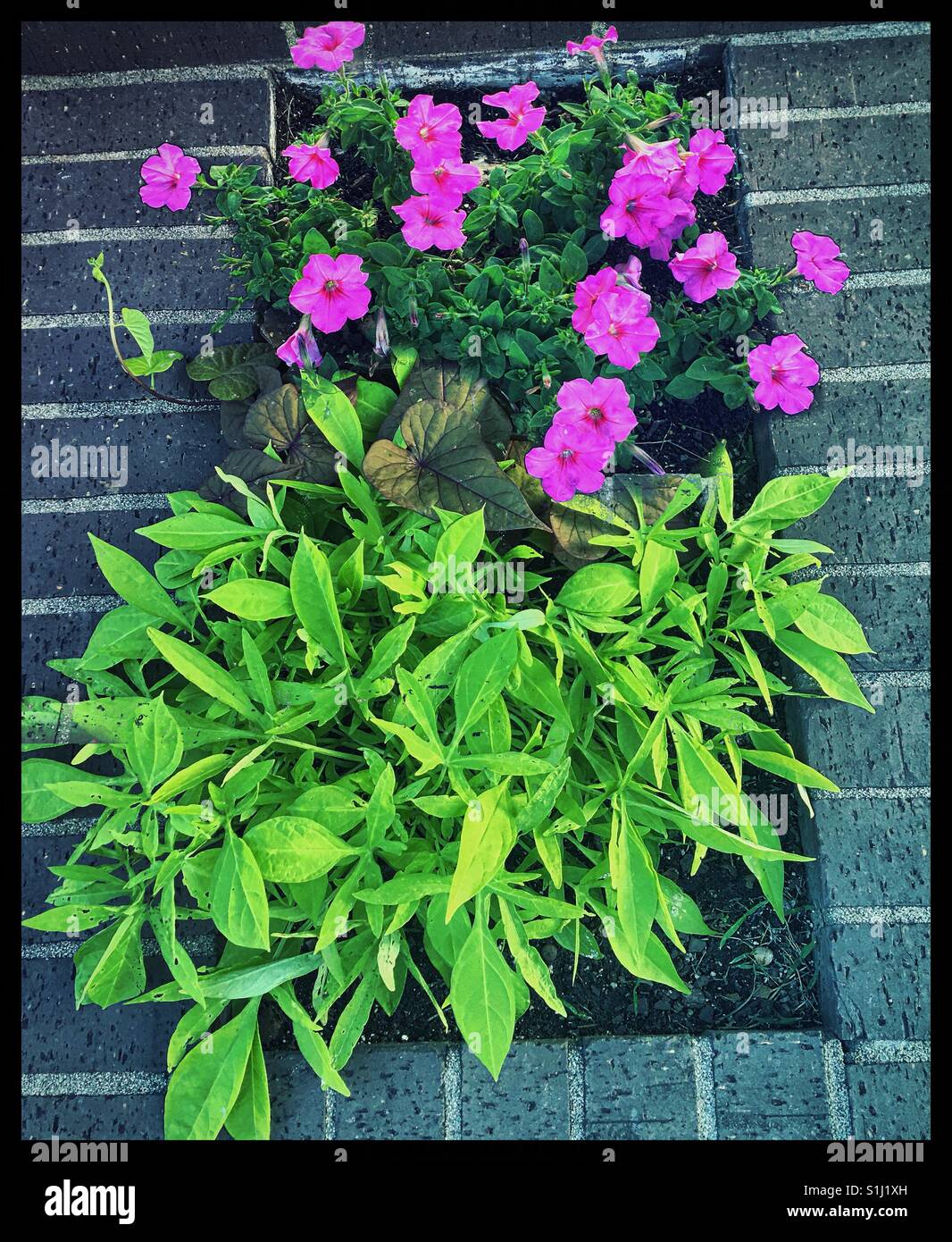 Belles fleurs violettes et des plantes dans une jardinière en brique Banque D'Images