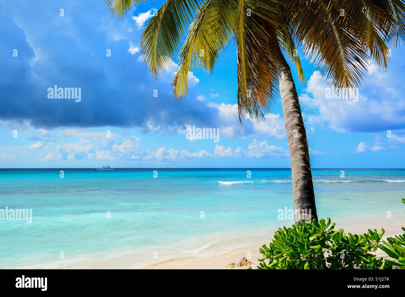 Palmier sur la plage idyllique de l'île de Saona en République Dominicaine. Banque D'Images