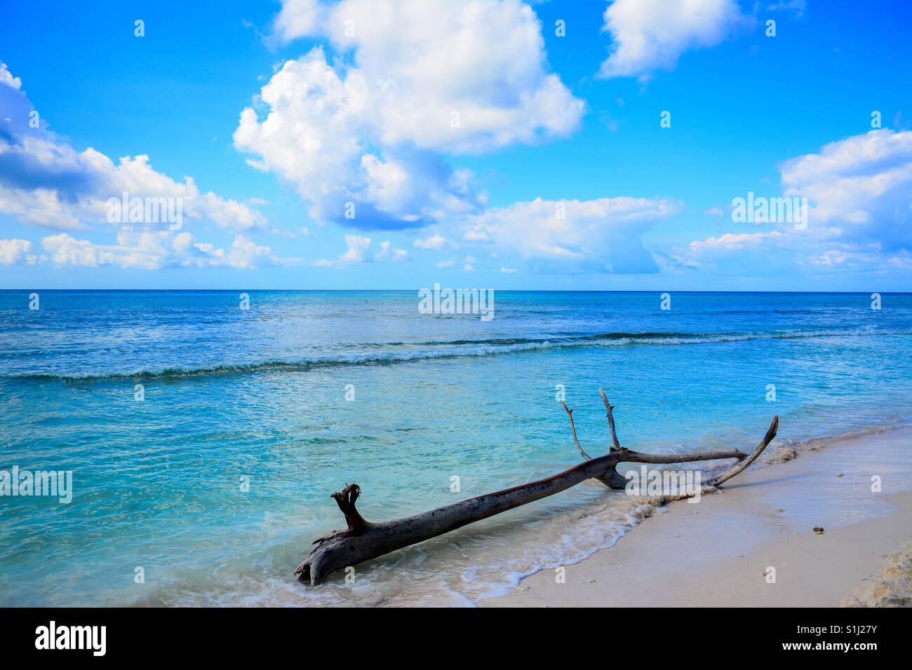 Arbre tronc sur la belle plage de Isla Saona, République dominicaine. Banque D'Images