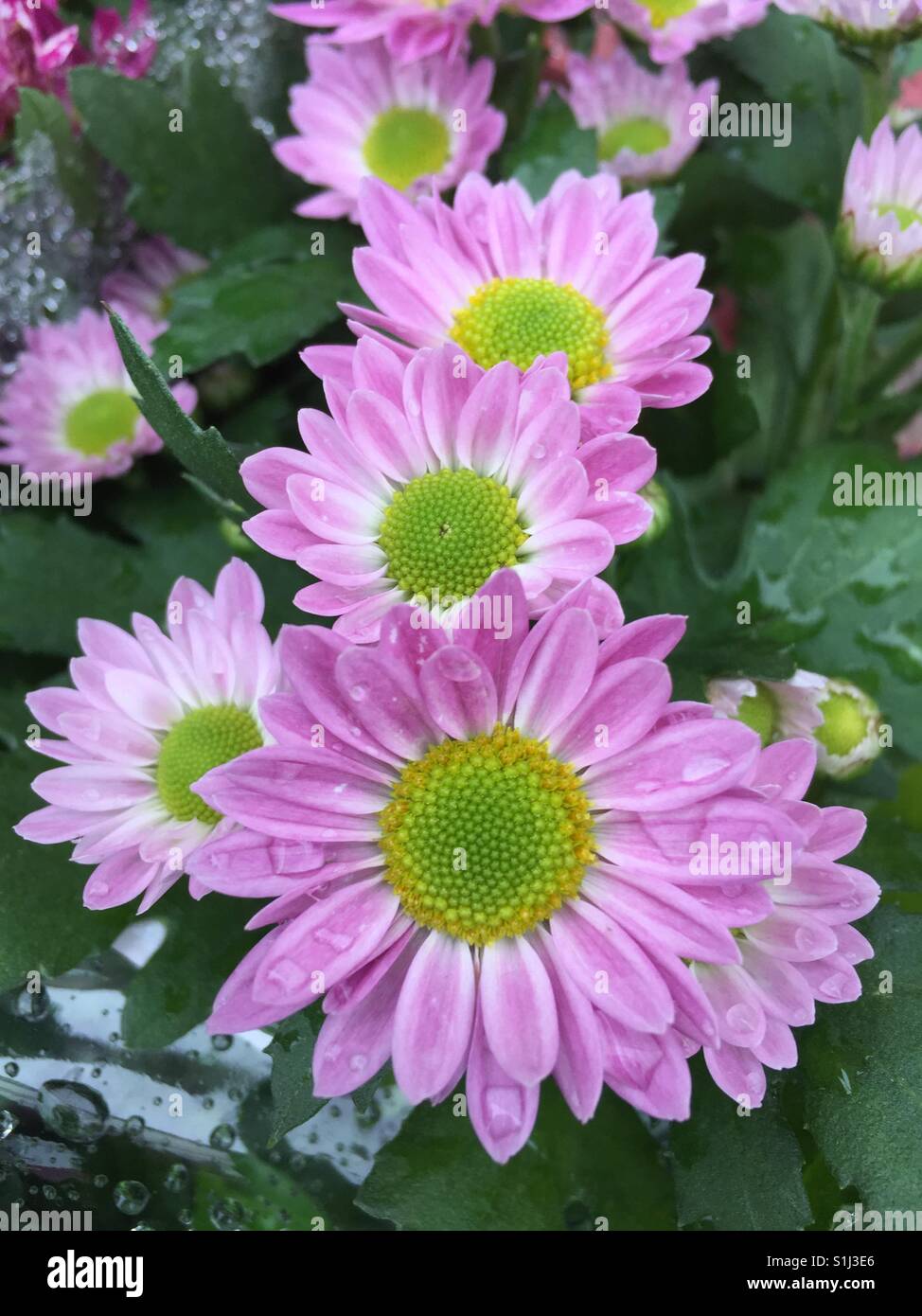 Close up of Blooming Daisies outdoors Banque D'Images