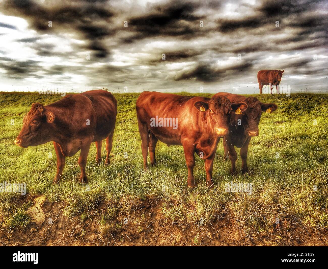 Bovins Red Poll Bawdsey Ferry UK Suffolk - Image de stock capturée avec un smartphone