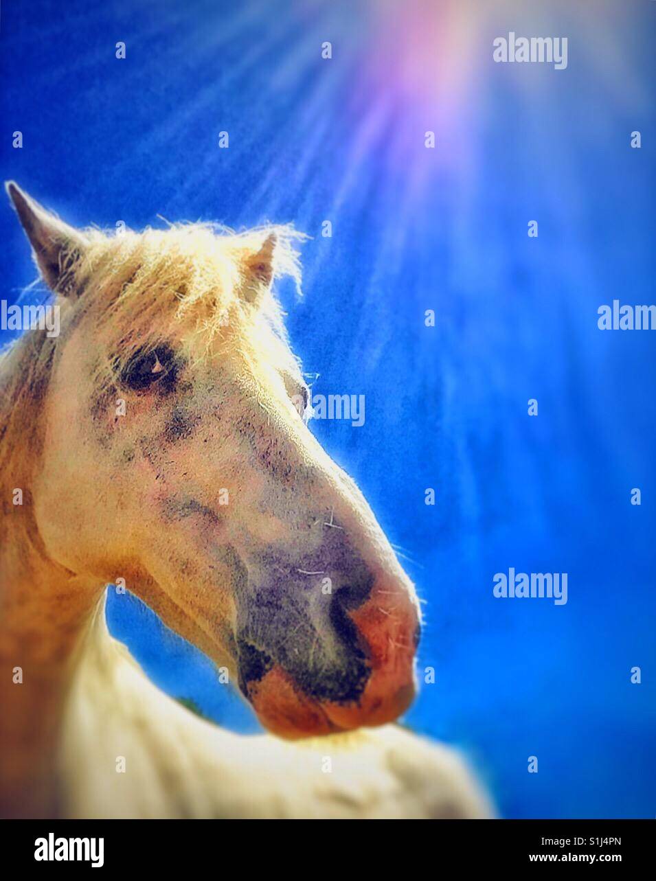 Le Cheval Blanc. Banque D'Images