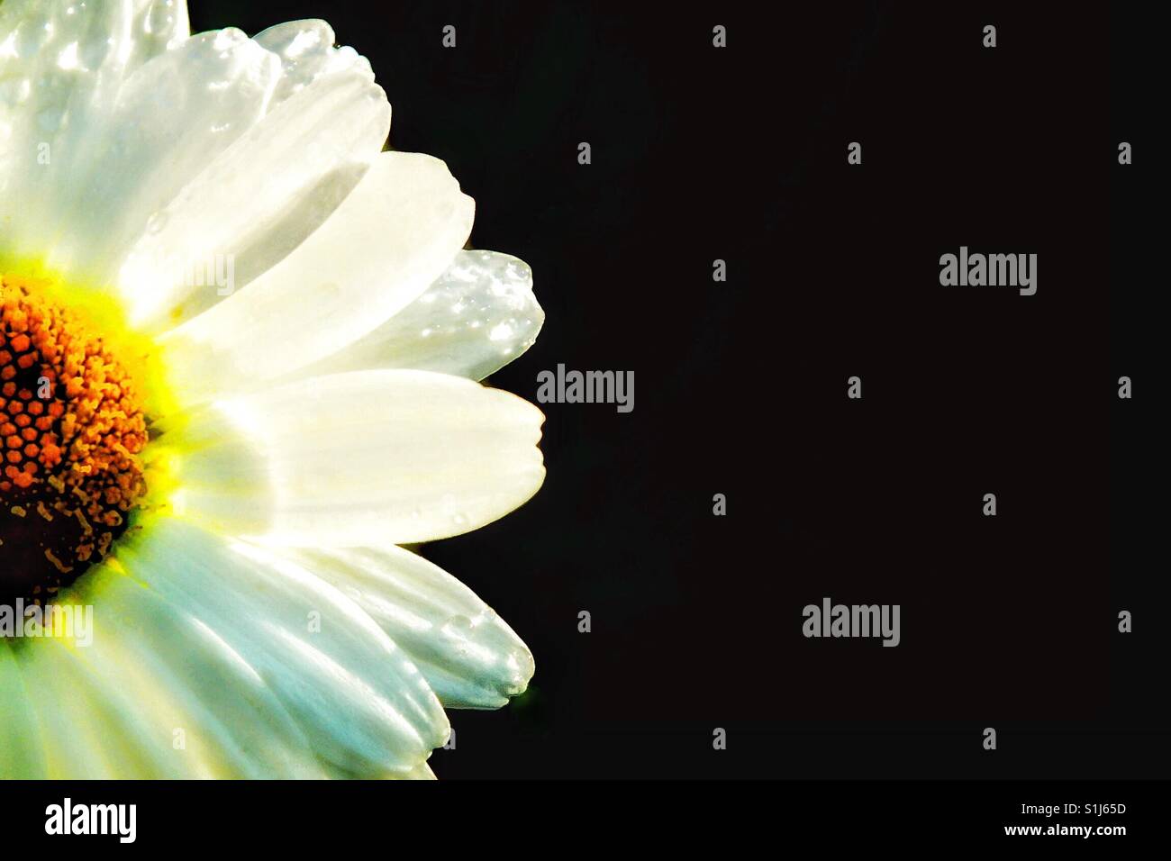 Fleur de Marguerite. - Image de stock capturée avec un smartphone Fleur de Marguerite. - Image de stock capturée avec un smartphone