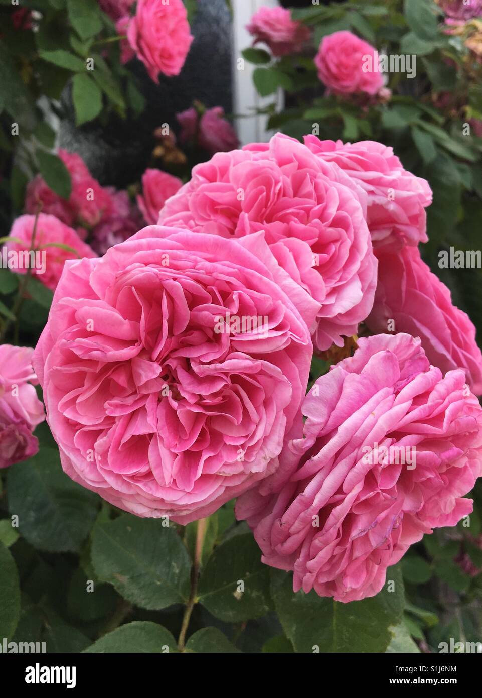 Multi-rose vif dirigé old English roses. Banque D'Images
