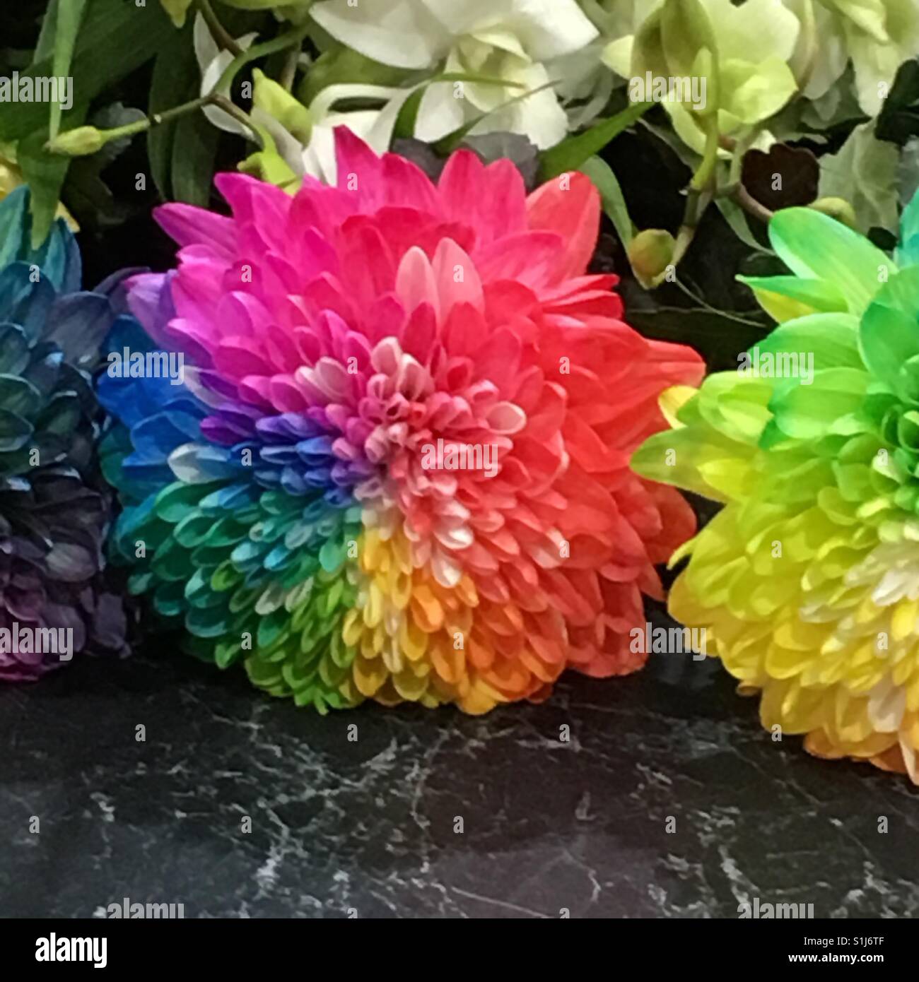 Fleurs arc en ciel Banque de photographies et d’images à haute résolution Alamy
