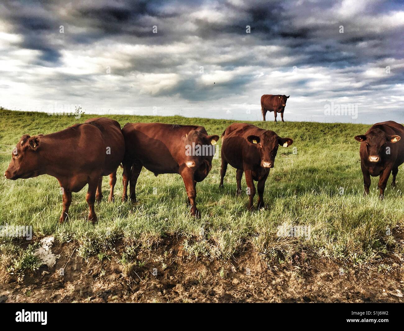 Bovins Red Poll, Ferry Bawdsey, Suffolk, Angleterre - Image de stock capturée avec un smartphone