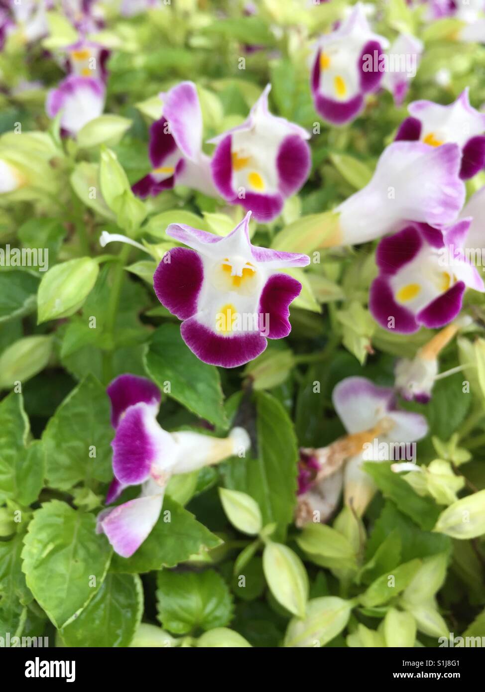 Close up of Torenia fournieri Blooming extérieurs Banque D'Images