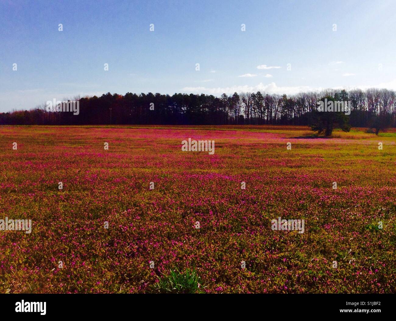 Le trèfle incarnat en terrain NC, printemps - Image de stock capturée avec un smartphone