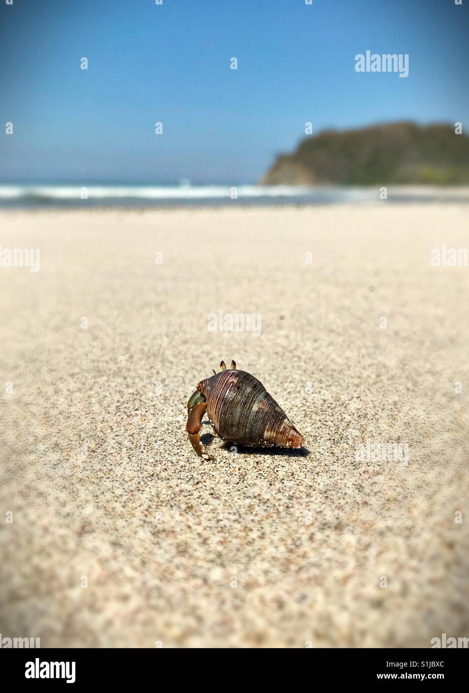 Un ermite se déplace le long d'une plage au Costa Rica. - Image de stock capturée avec un smartphone