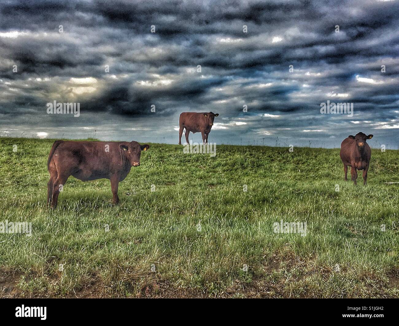 Bovins - Image de stock capturée avec un smartphone