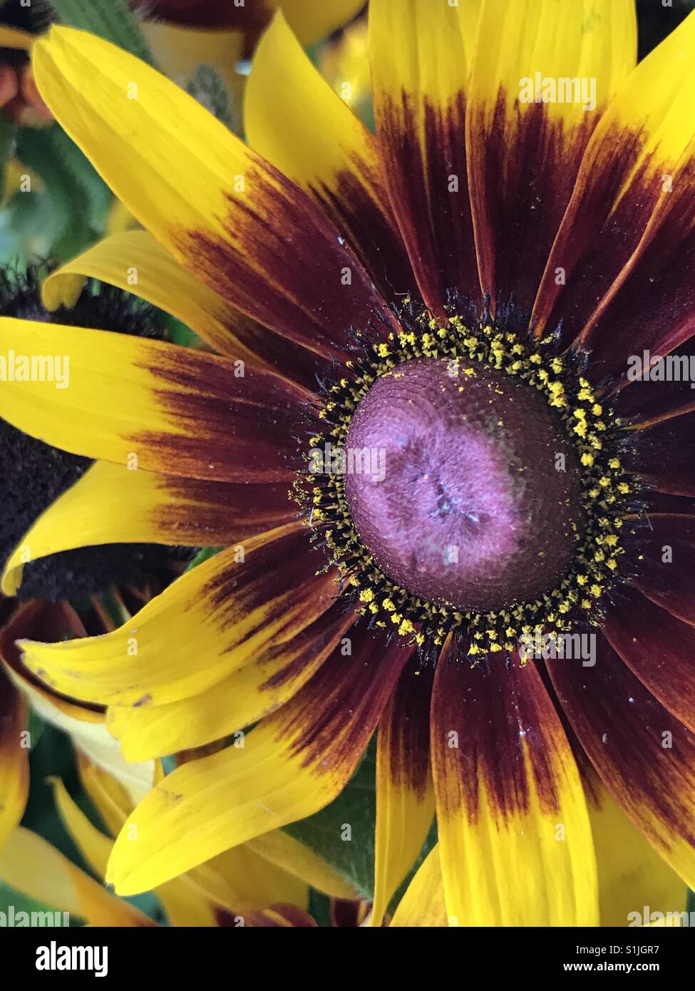 Texas fleurs Banque D'Images