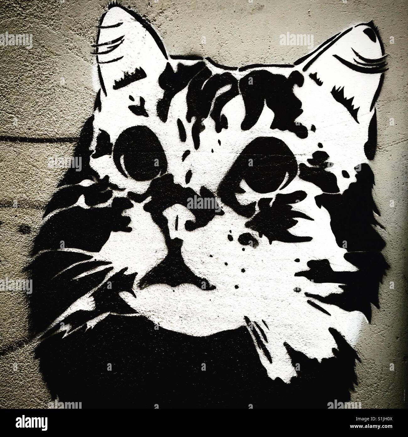 Cat Street art Stencil Banque D'Images