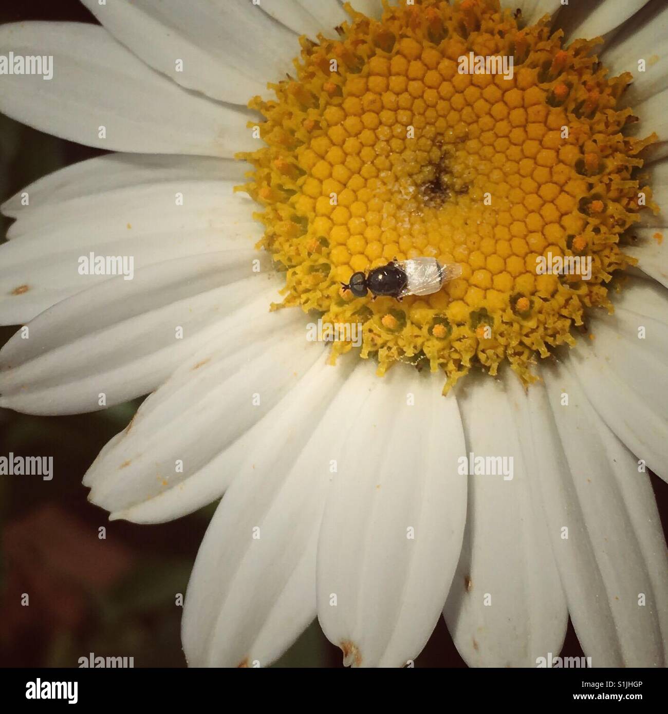 Une fourmi volante atterrit sur cette marguerite. Banque D'Images