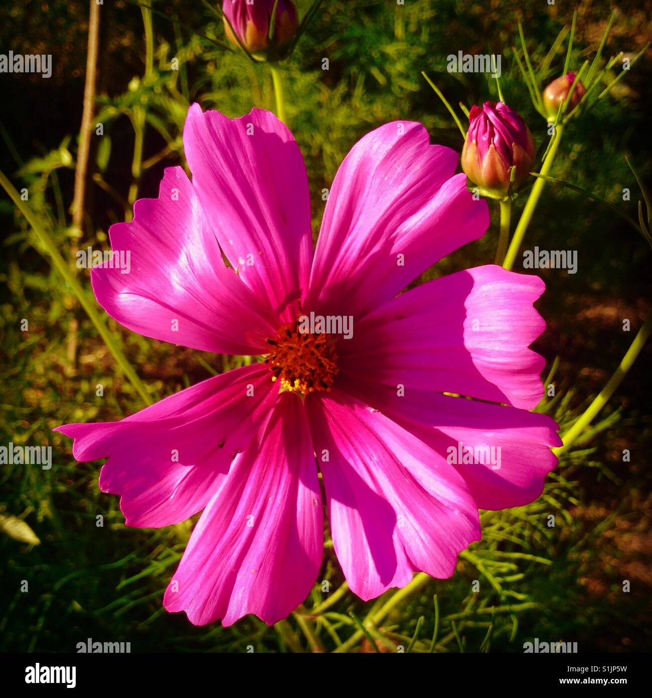Fleur Cosmos - Image de stock capturée avec un smartphone