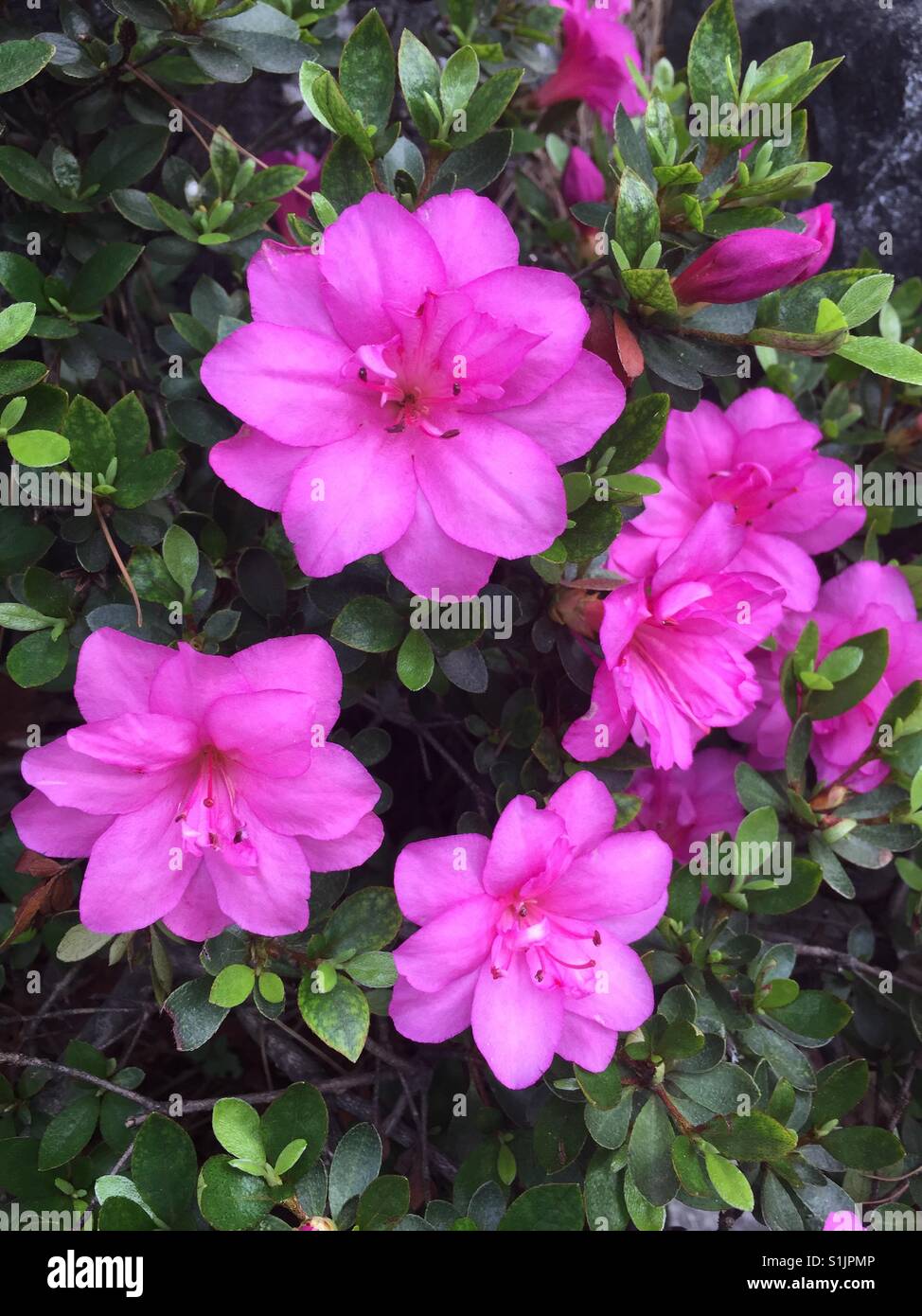 Rhododendron schlippenbachii, fleur qui s'épanouit à l'extérieur Banque D'Images