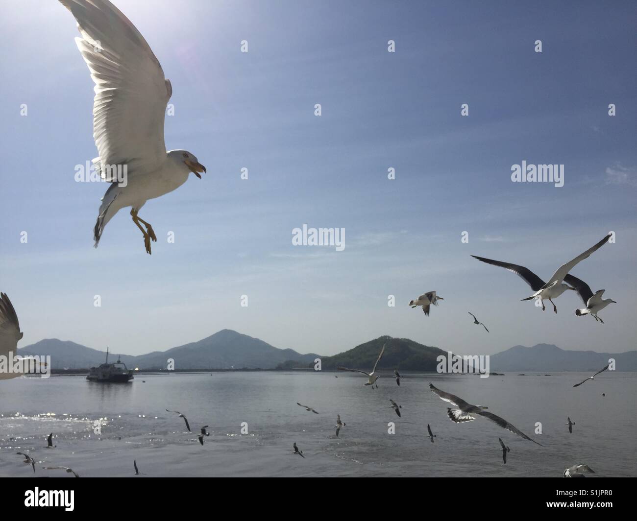 Mouettes volant dans le ciel dans l'île de Kanghwa Corée du Sud Banque D'Images