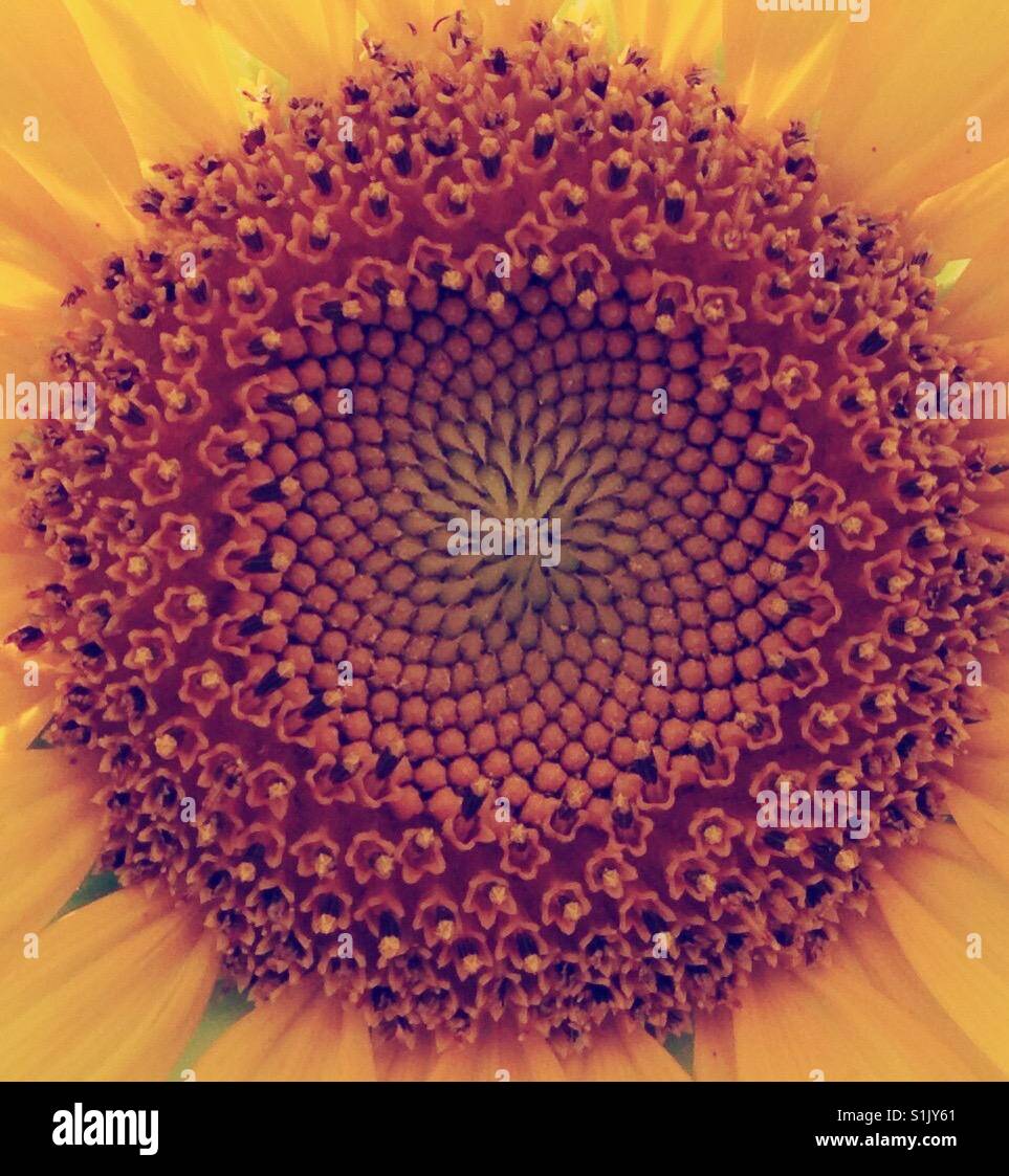 Fractal centre tournesol en Caroline du Nord - Image de stock capturée avec un smartphone