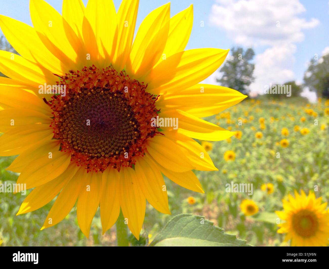 Tournesol soleil en Caroline du domaine - Image de stock capturée avec un smartphone