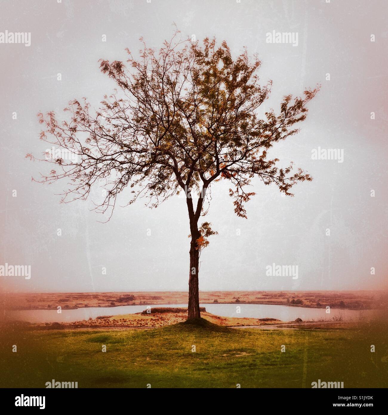 Un arbre solitaire dans l'automne Banque D'Images