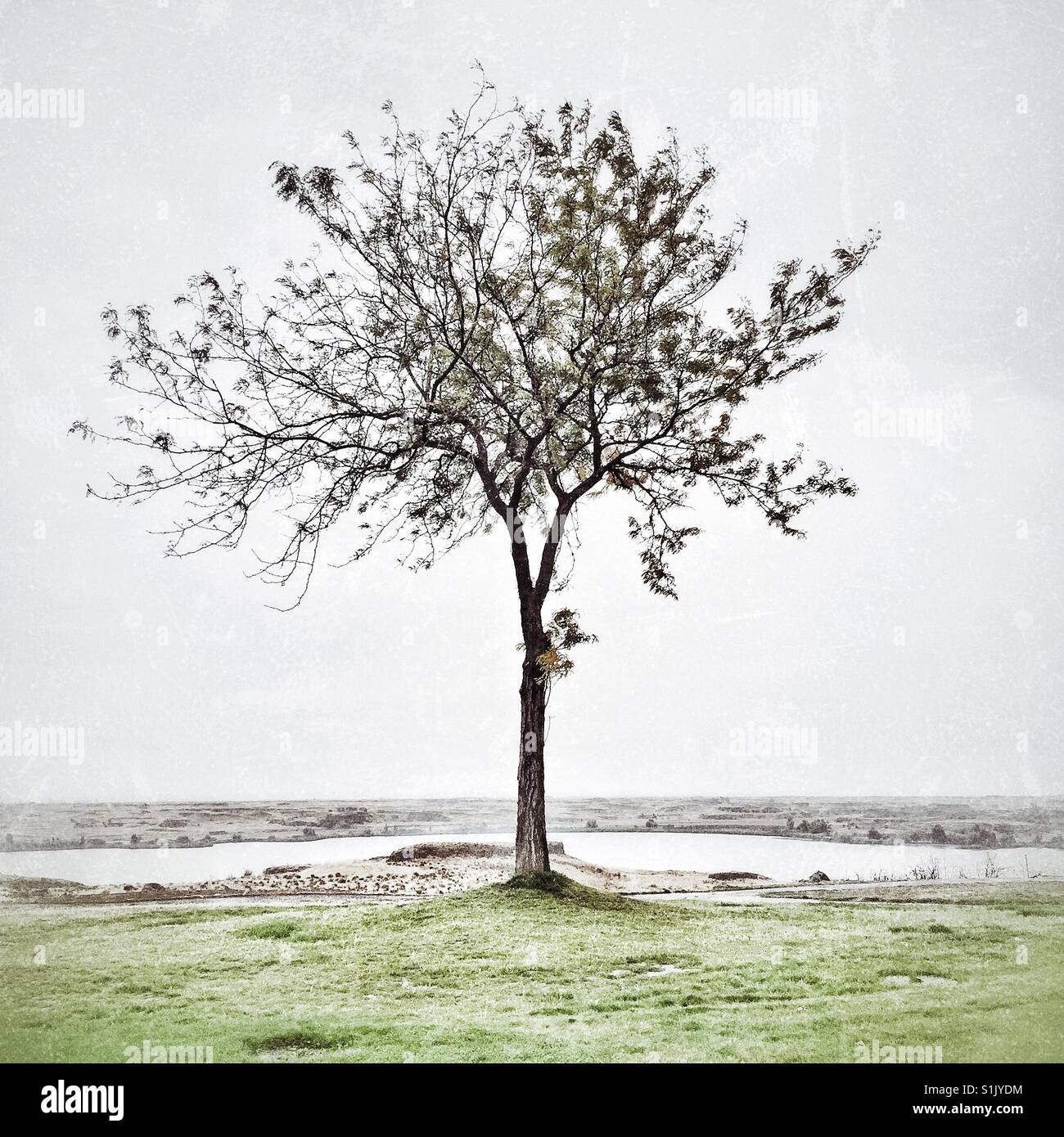 Un arbre solitaire au début de l'hiver Banque D'Images