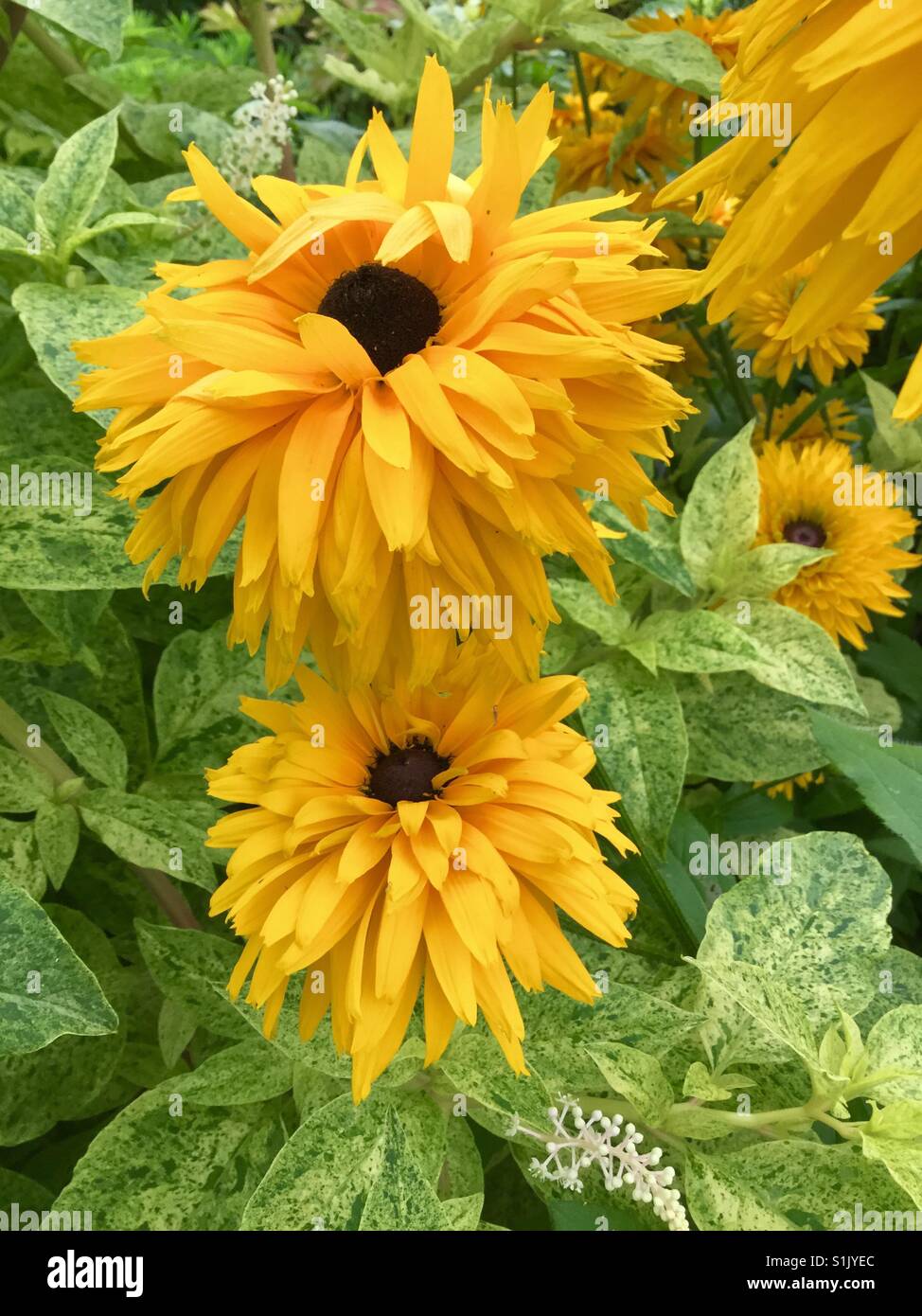 Fleurs jaunes dans un jardin. - Image de stock capturée avec un smartphone