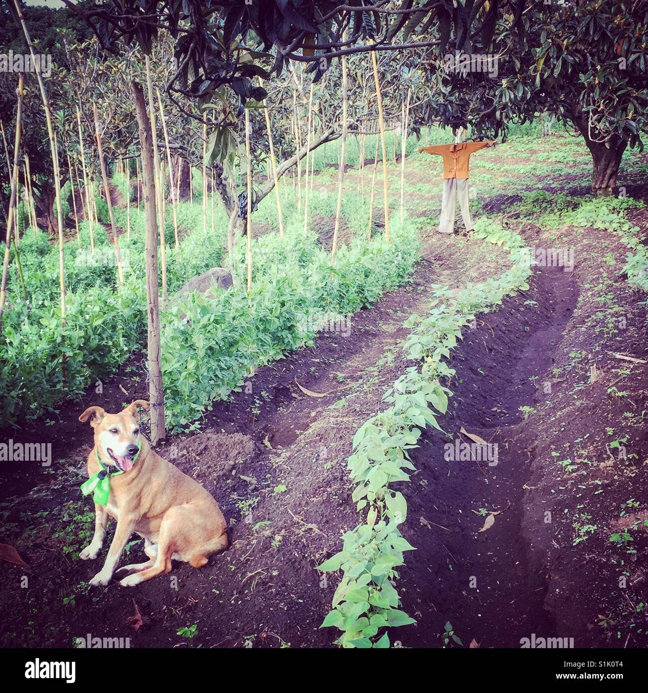 Chien et scarecrow dans la zone, au Guatemala, en Amérique centrale - Image de stock capturée avec un smartphone
