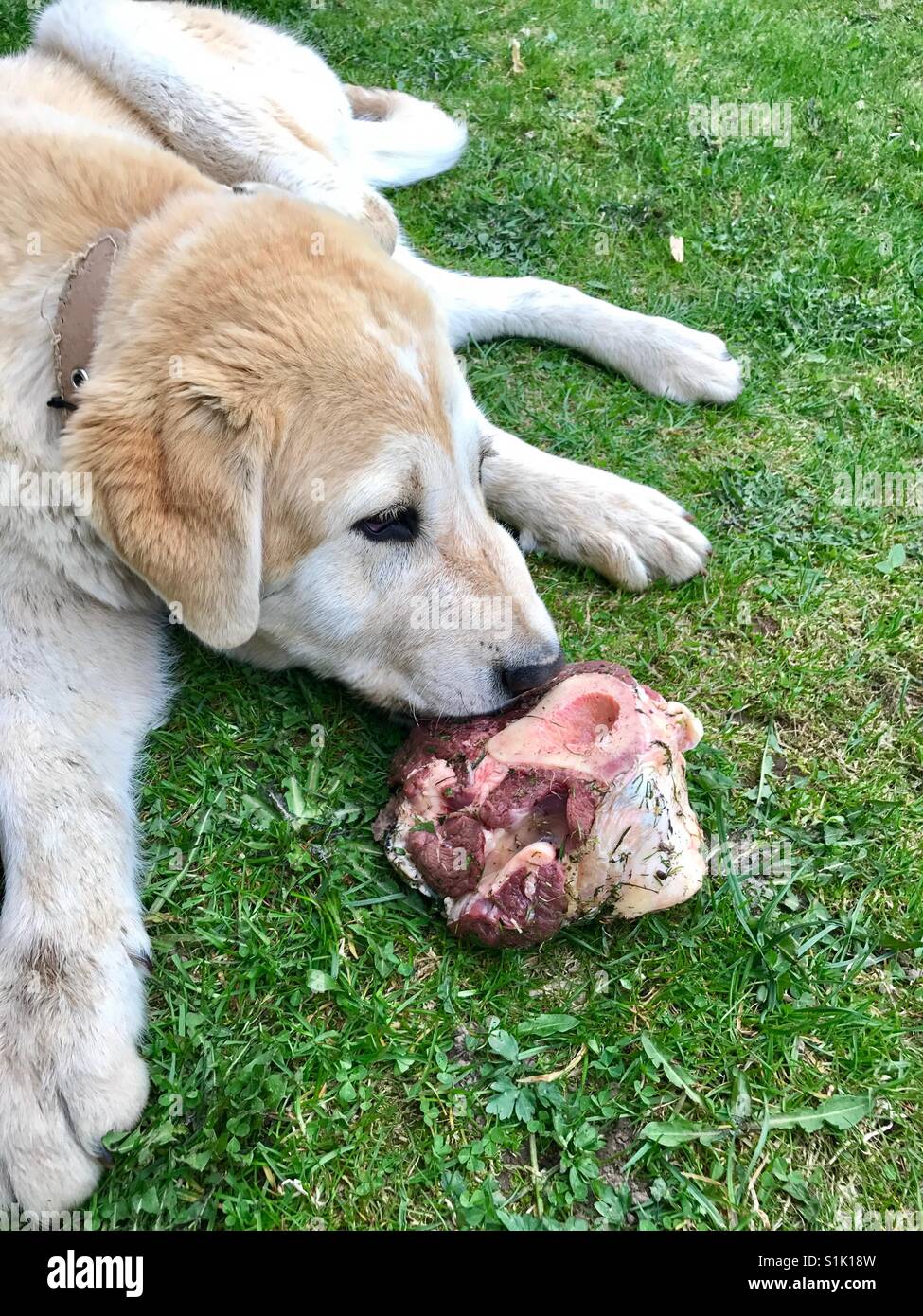 Répondre à chien manger Banque D'Images